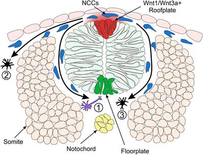 Review: The Role of Wnt/β-Catenin Signalling in Neural Crest Development in Zebrafish